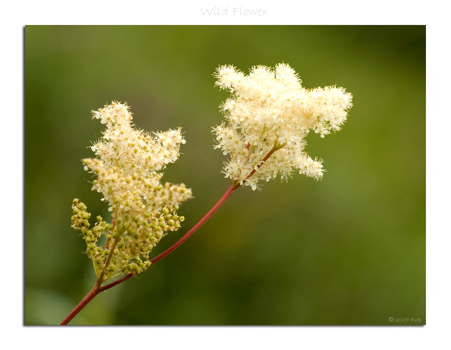 Wild Flower