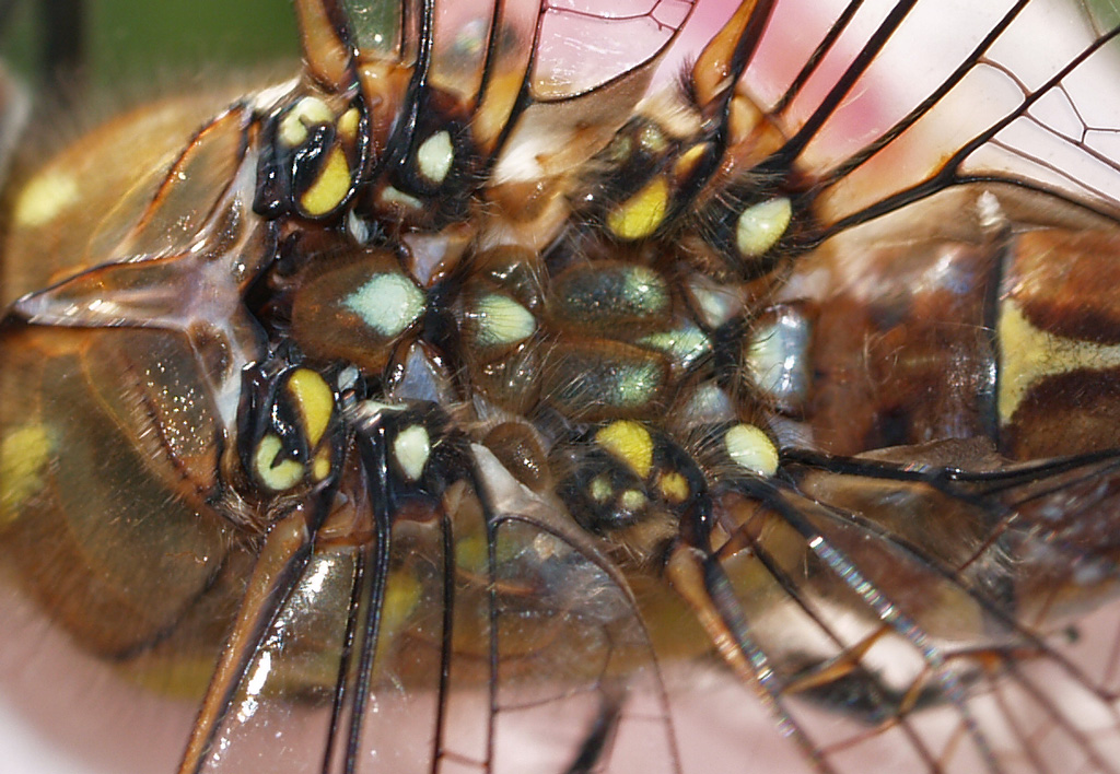 Wing connection close up