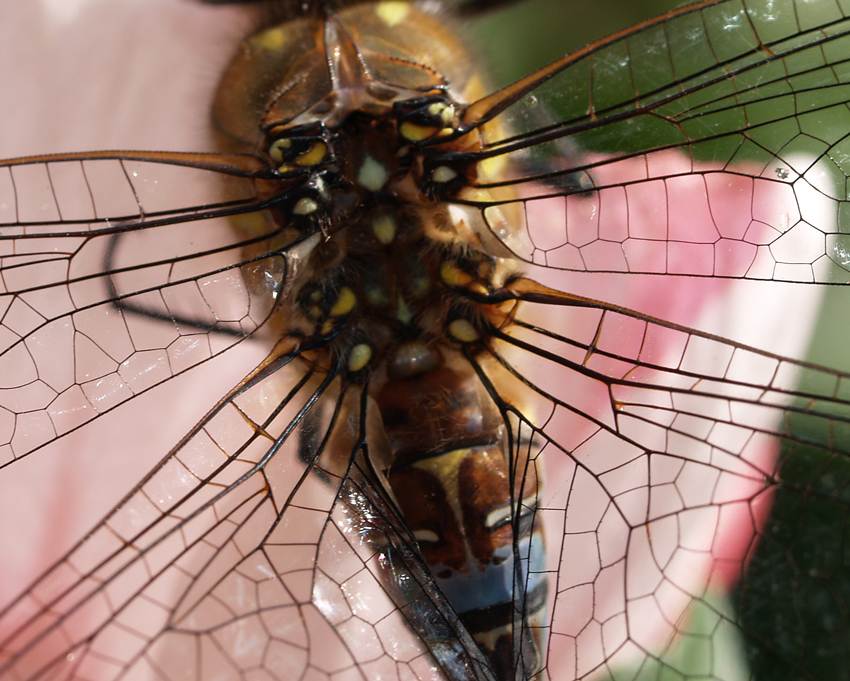 Wing connections