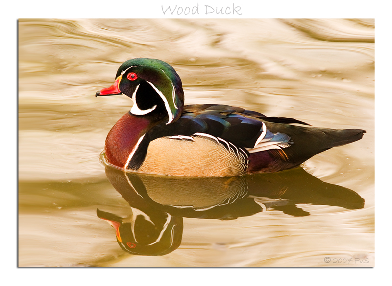 Wood Duck