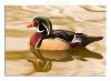 Wood Duck by Fonzy -