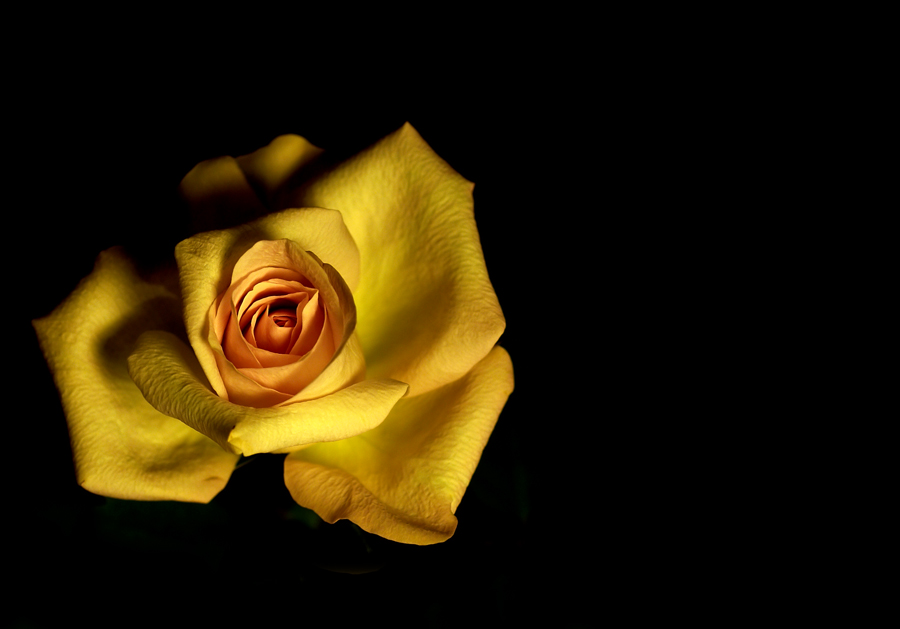 Yellow Rose (2)