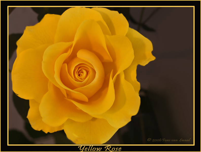 Yellow Rose (3)
