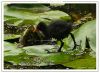Young Moorhen (2) by Fonzy -