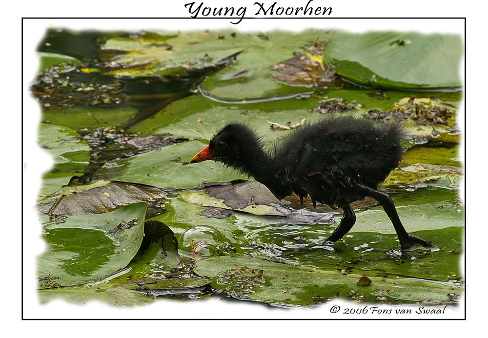 Young Moorhen