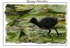Young Moorhen by Fonzy -