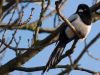 Magpie sleeping by Fonzy -