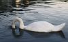 Swan (3) by Fonzy -