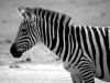 Black&White by Fonzy -