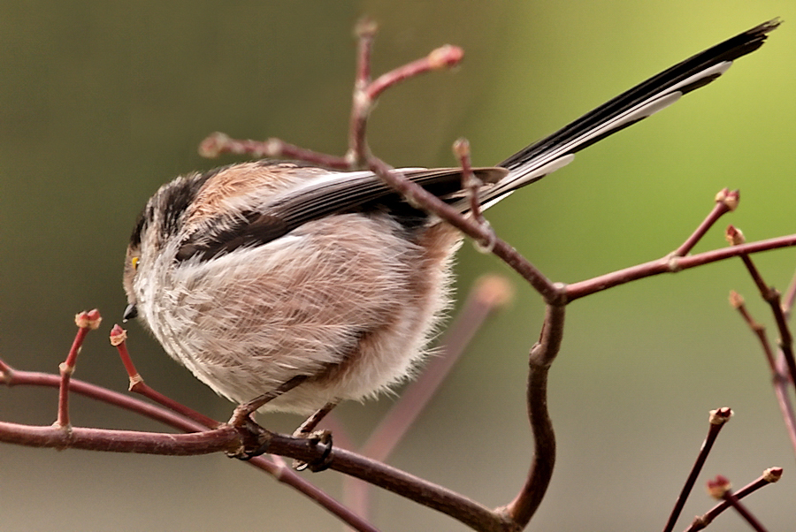 Moon shining Longtailed tit