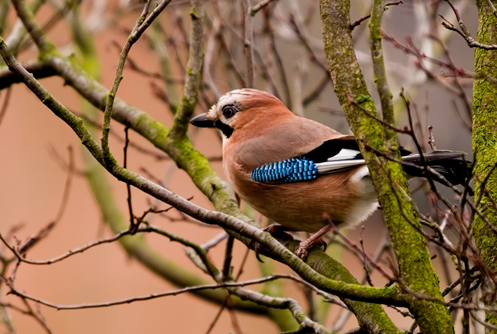 Jay