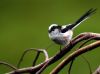 Long Tailed Tit (2) by Fonzy -