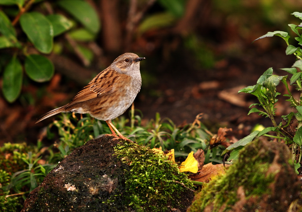 Dunnock (Prunella modularis)