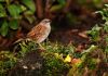 Dunnock (Prunella modularis) by Fonzy -