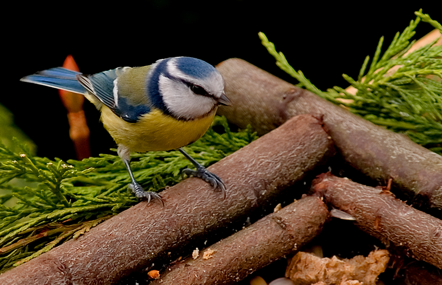 Blue tit  (Parus caeruleus)