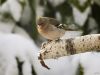 Chaffinch (10) by Fonzy -