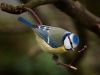 BLUE-TIT by Fonzy -
