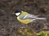 GREAT TIT (10) by Fonzy -