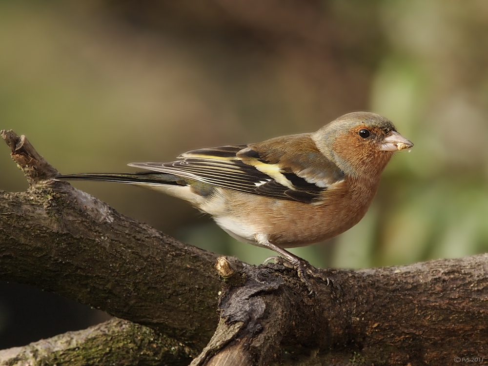CHAFFINCH(Male)