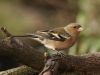 CHAFFINCH(Male) by Fonzy -
