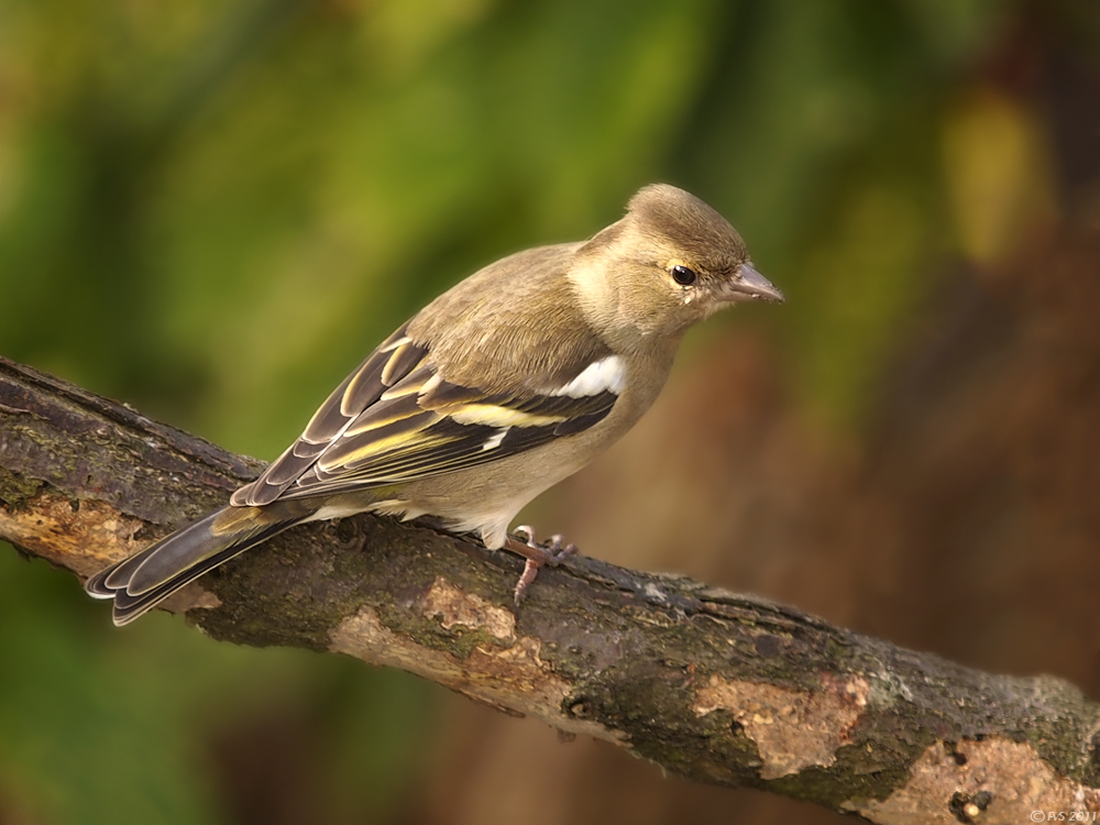 CHAFFINCH(Female)