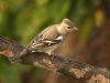 CHAFFINCH(Female) by Fonzy -