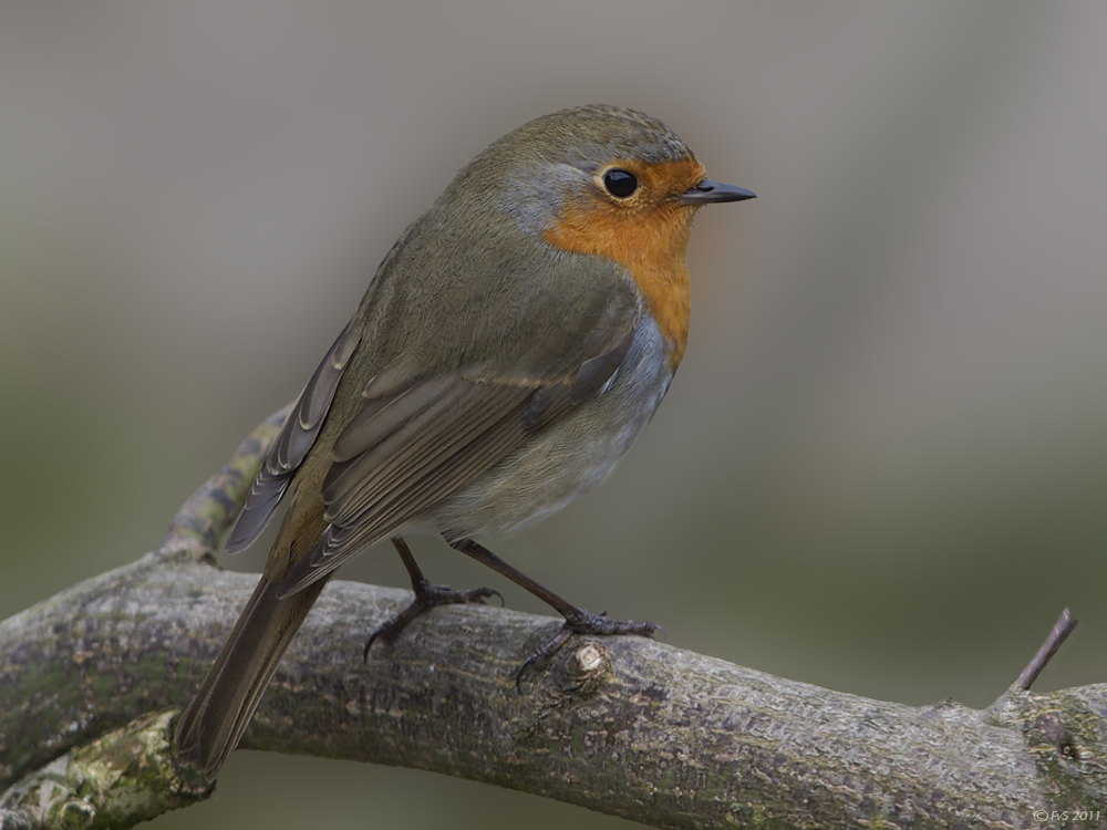 RED ROBIN II