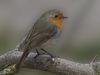 RED ROBIN II by Fonzy -
