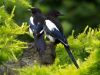 MAGPIE (3) by Fonzy -