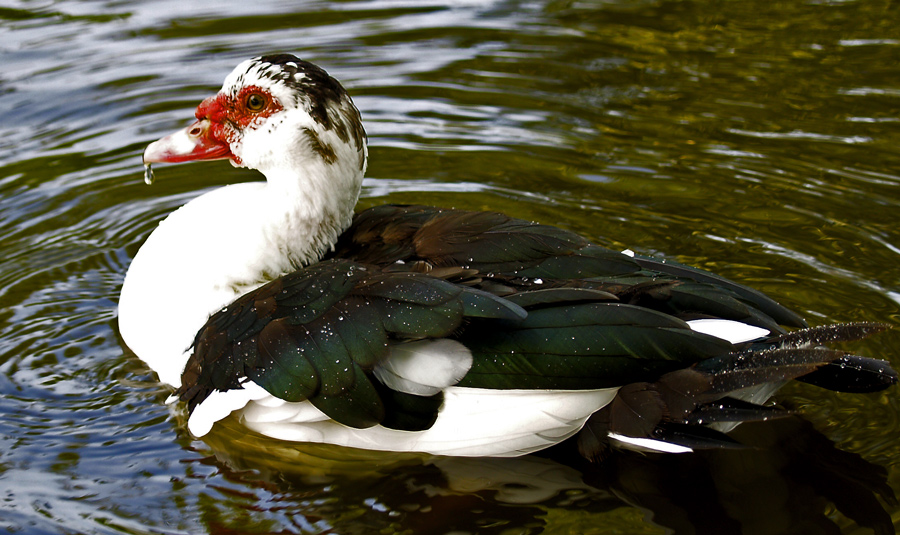 Duck washing up