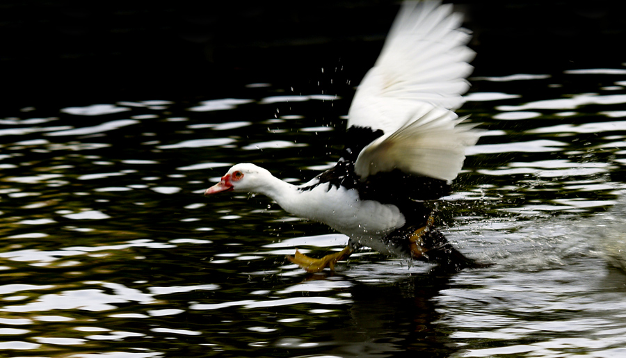 Duck Taking Off