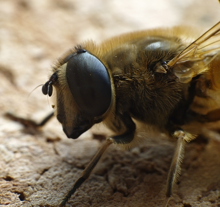 Fly close up