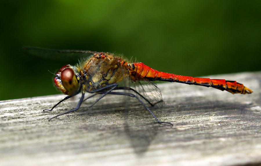 DragonFly (3)