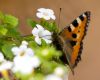ButterFly by Fonzy -