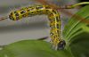 Catterpillar by Fonzy -