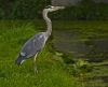 Grey Heron (2) by Fonzy -