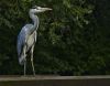 Blue Heron by Fonzy -