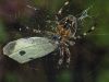 Spider and Butterfly by Fonzy -