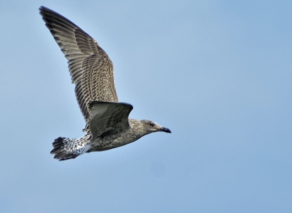 Brown-Seagull