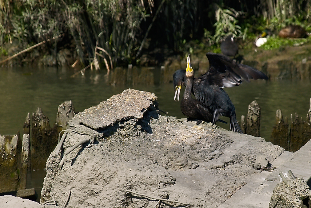 Great Cormorant (Phalacrocorax carbo)