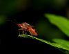 Bug ...? by Fonzy -