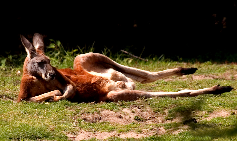 Having a snooze at noon