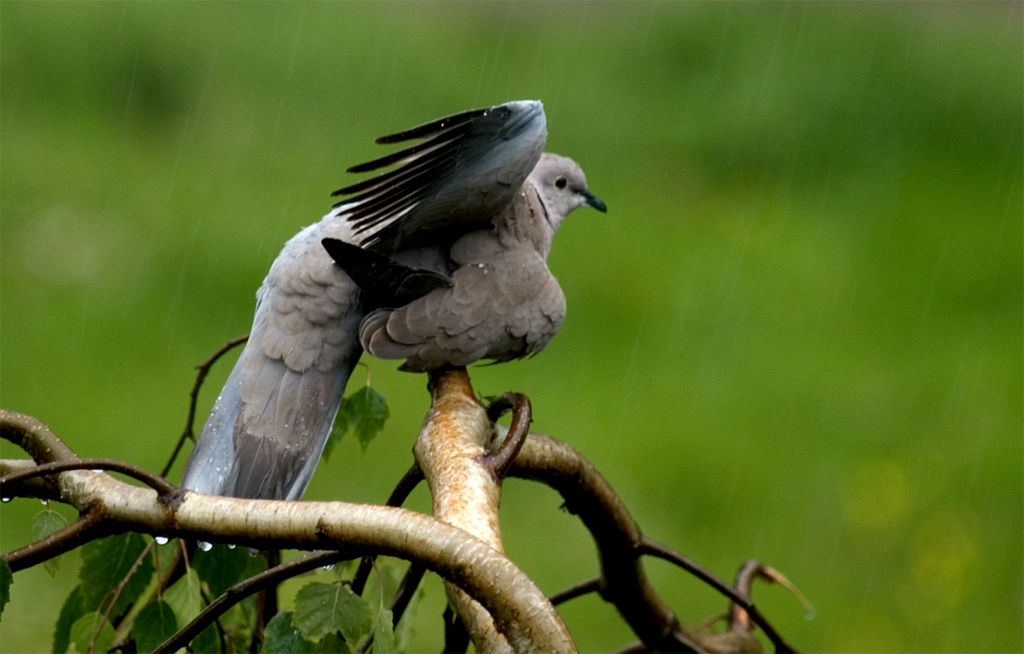 Shower in the rain