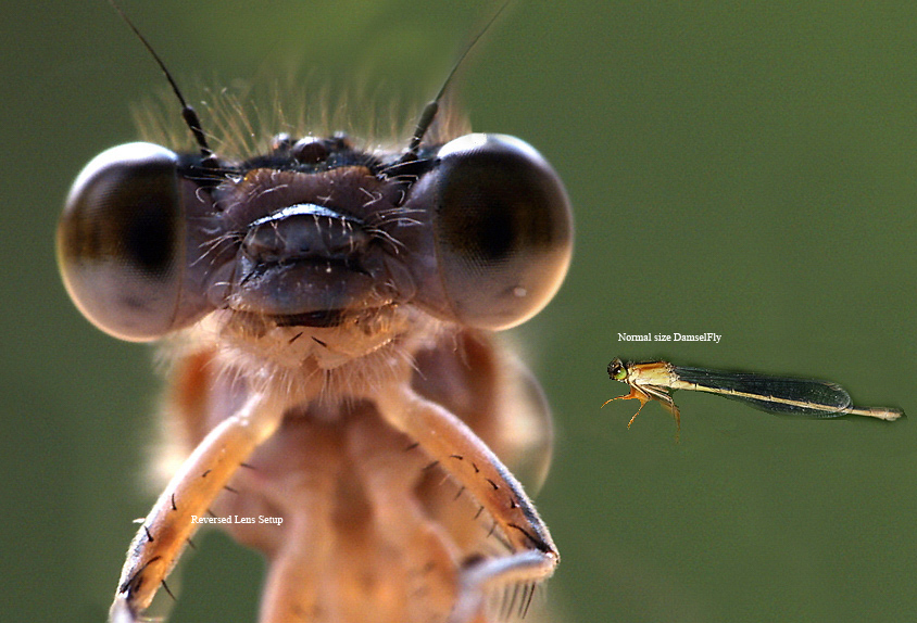 DamselFly (2)