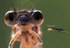 DamselFly (2) by Fonzy -