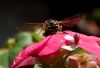 Wasp on flower