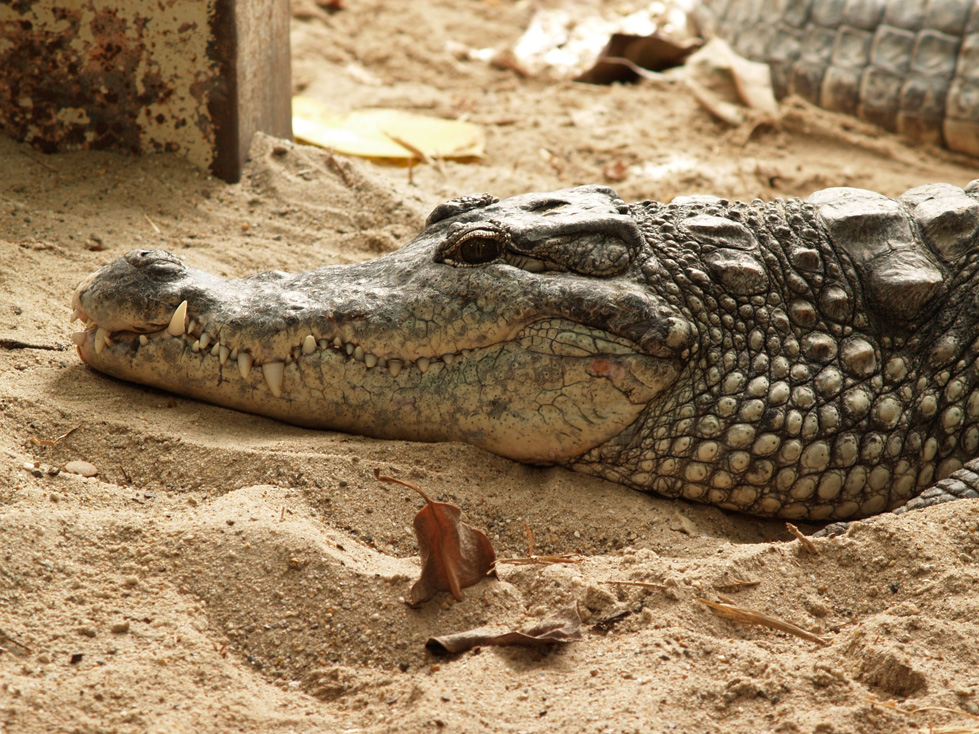 Aligator