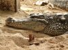 Aligator
