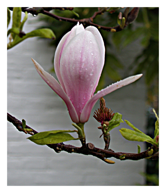 Flower II