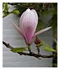 Flower II by Johann Ticoalu